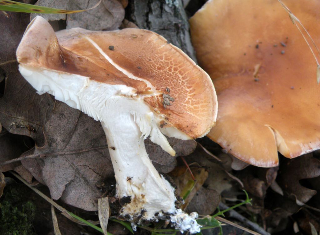 Lactarius ... senza lattice?